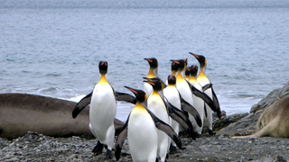 Why Do Penguins Sneeze?